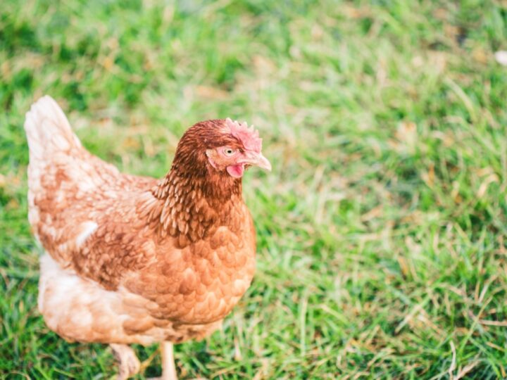 Zagadka 730 martwych kur znalezionych w lesie – potwierdzenie obecności grypy ptaków